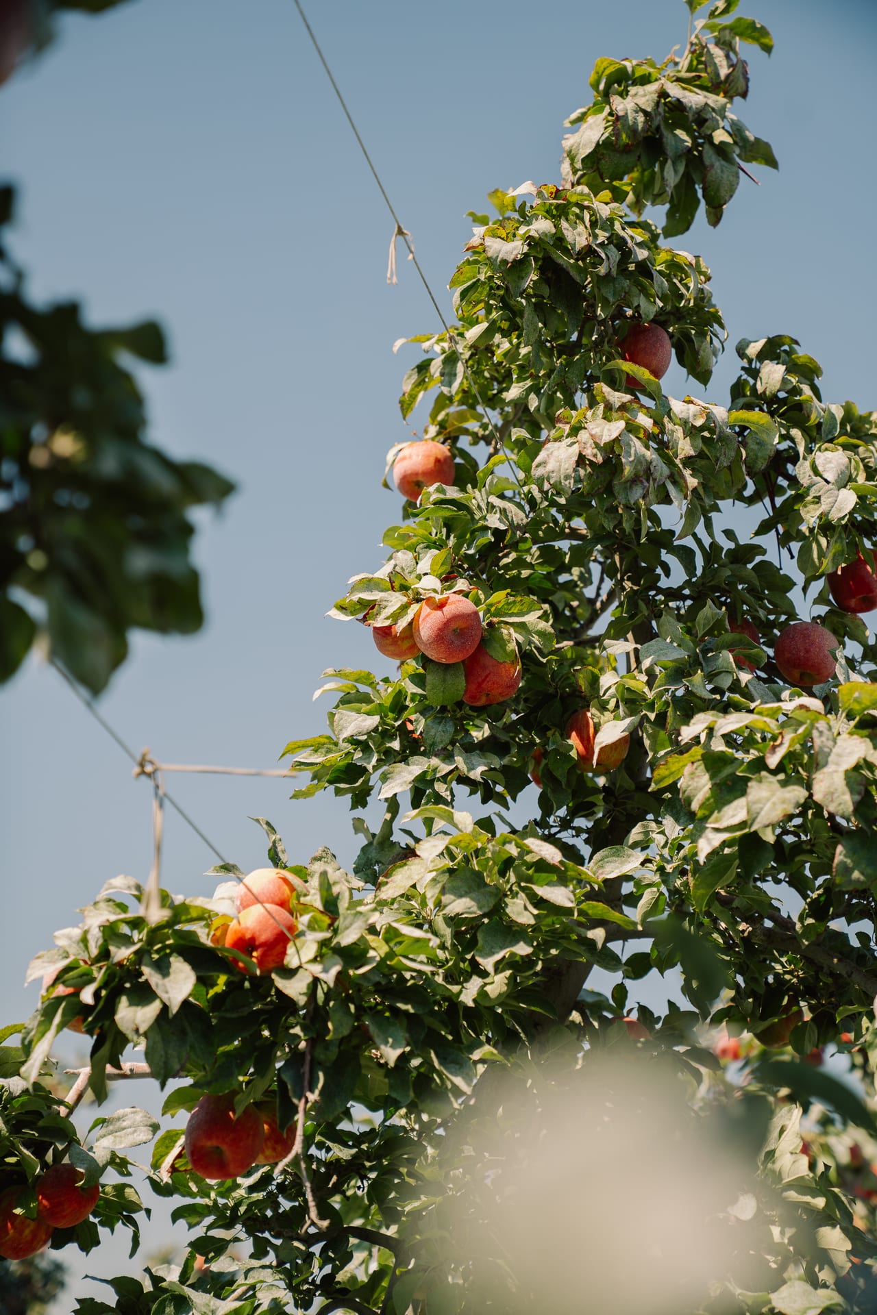 Apples ripening high in a Linda Fruit orchard tree