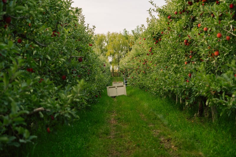 Ripe apple orchard rows ready for harvest