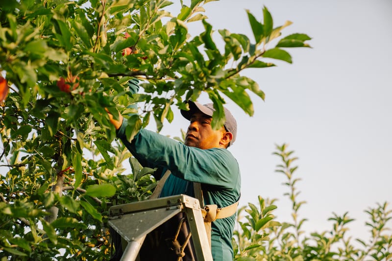 Orchard worker picking apples from a tree